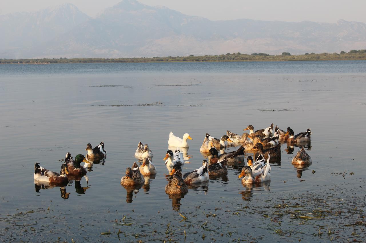 Hotel Shkodra Lake Široka Екстериор снимка